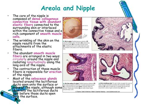 nippel|The nipple and the areola of the human female breast